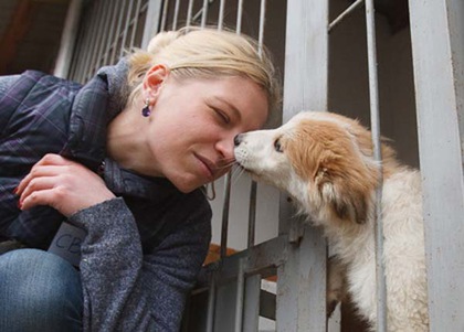 Міжнародна організація безкоштовно здійснить стерилізацію собак в Ужгороді.