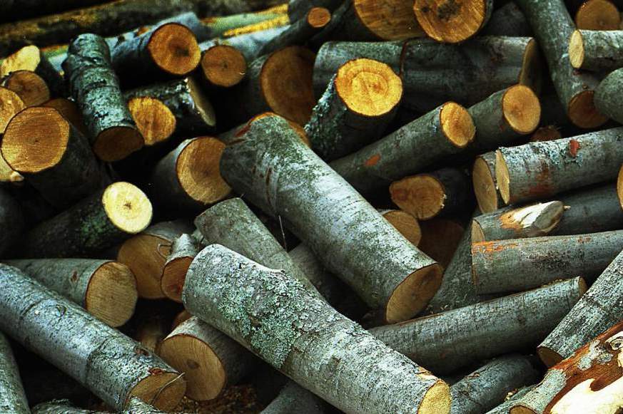 Злоумышленников, которые незаконно вырубали лес на Иршавщине и Межгорье, будет привлечен к предусмотренной законом ответственности.