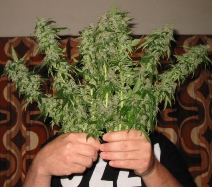 В доме 35-летней жительницы села Порошково Перечинского района полицейские обнаружили более 800 граммов семян конопли и 28 граммов готовой к употреблению марихуаны.