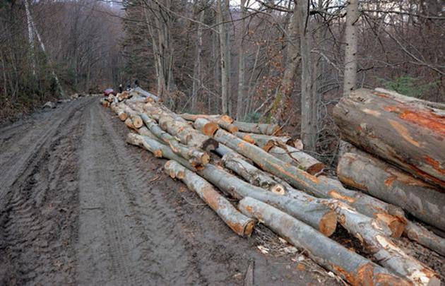 Геннадій Москаль подав на розгляд обласної ради проект рішення про введення мораторію на вирубку лісів у межах природно-заповідного фонду Закарпатської області.