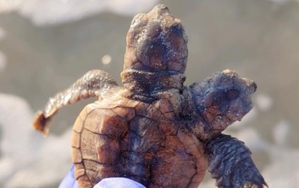 Незвичайне дитинча було знайдено в одному з черепашачих гнізд. Представники з охорони черепах випустили його в море.
