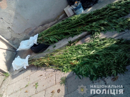 Співробітники Мукачівського відділу поліції під час проведення санкціонованого судом обшуку із присадибної ділянки мешканця міста вилучили 25 кущів коноплі. 