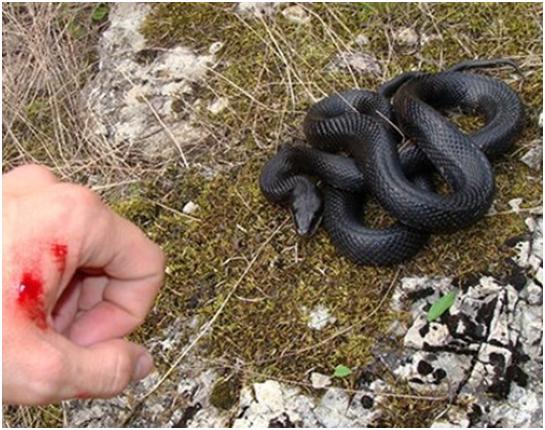 Змія вкусила жителя села Добростани, коли він чистив каналізацію на території домогосподарства.