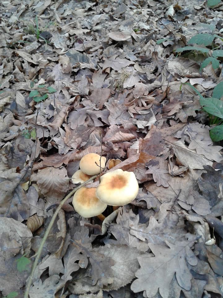 Житель Мукачівщини знайшов 26 грудня чимало грибів у лісі.