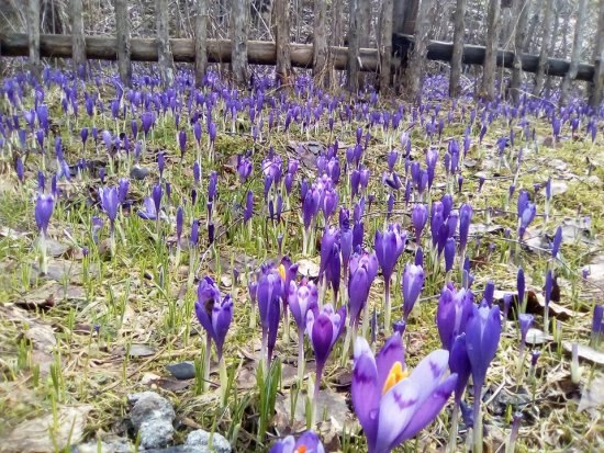 У селі-музеї Колочаві, що на Міжгірщині, почалося масове цвітіння крокусів – шафранів Гейфеля.

