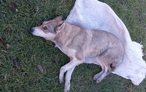 Подростки замазыли собаку в сумку и жестоко избили. По предварительным данным, животное погибло.