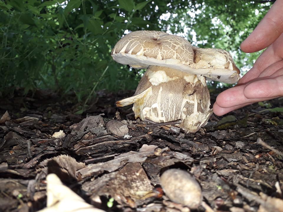 В социальных сетях жители села Бильки вы разместили фотографии грибов.
