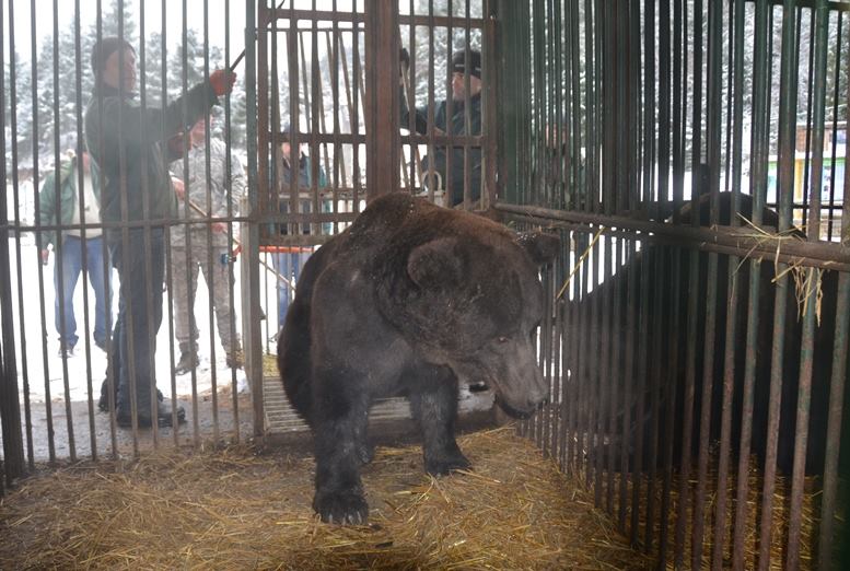 До Реабілітаційного центру бурих ведмедів НПП «Синевир» транспортовано трьох клишоногих.