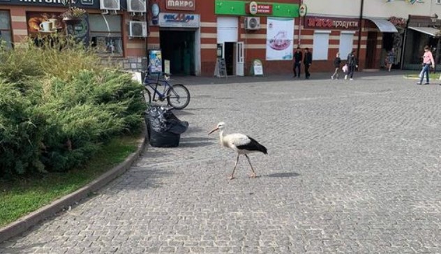 Птах спокійно розгулює в центрі міста.