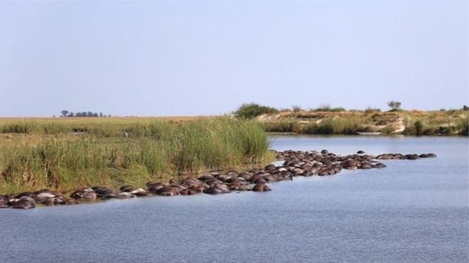 Сотні буйволів потонули в річці на кордоні між Ботсваною та Намібією.

