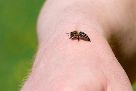 С наступлением теплого времени года участились вызовы скорой помощи по поводу аллергических реакций на укусы насекомых.