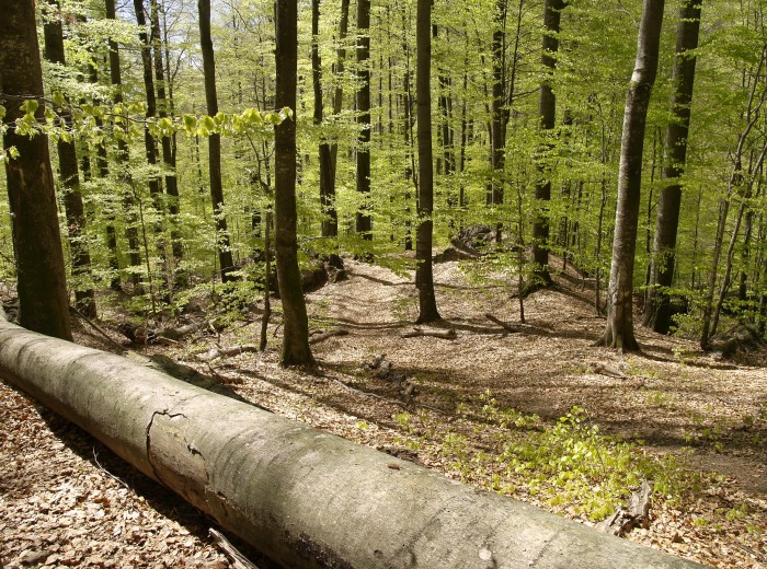 Верховная Рада на заседании во вторник, 23 мая, запретили заготовку древесины и все виды рубок на территории лесов.