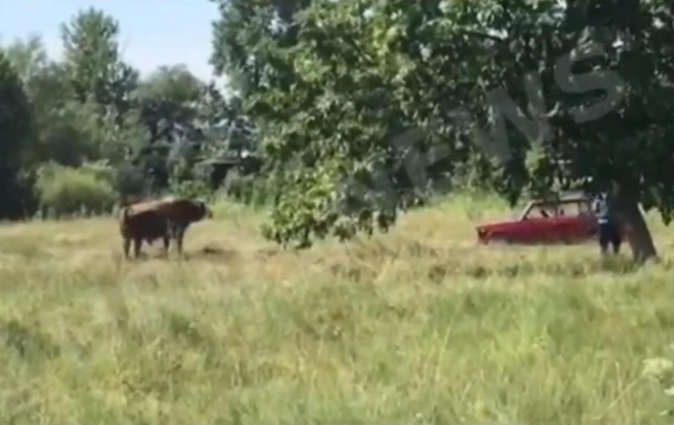 Очевидці зняли на відео спробу розстрілу бика з автомата в Бурятії. Тварина в люті напала на стрільця.