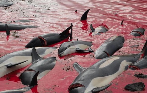 Мілководдя перетворилося на криваве місиво через кількість крові і мертвих тіл дельфінів.
