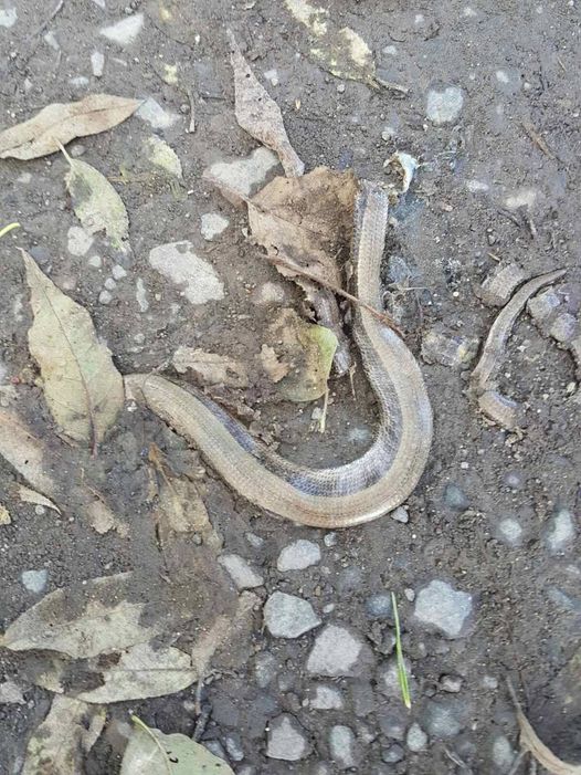 Змія, що на фото, на жаль уже вбита, є мідянкою звичайною.