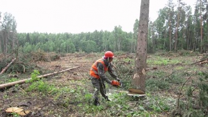 Официальный ответ Закарпатского областного управления лесного и охотничьего хозяйства относительно незаконной рубки на украинско-словацкой границе.