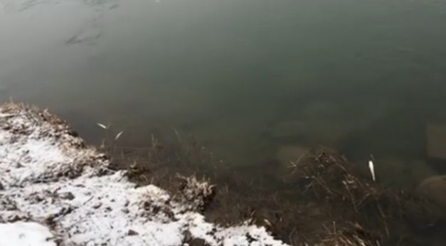 Користувач соцмережі Фейсбук Віктор Мацола оприлюднив відео, де відзняв, як біля берега річки спливла мертва риба.