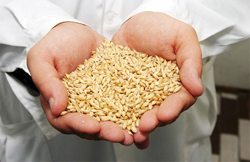 Зерна в області – майже на третину менше, ніж торік


