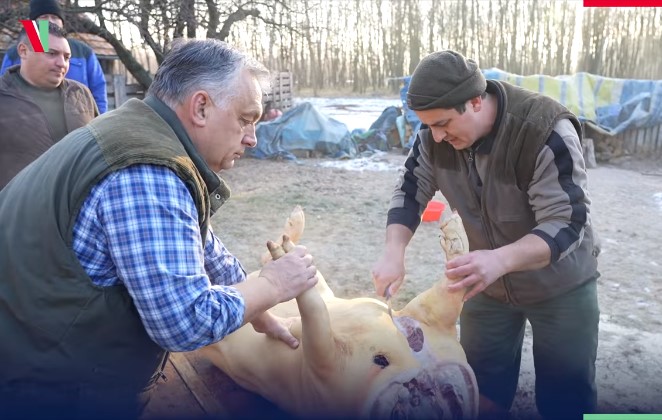 Видео, в котором глава венгерского правительства Виктор Орбан присоединился к резникам свиней и пил с ними водки, получило массу лайков и просмотров в социальных сетях.
