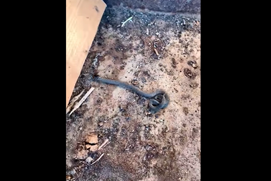 Маленька змійка намагалася знайти тепле місце.