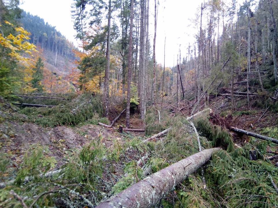 У ДП «Брустурянське ЛМГ» буря, яка пронеслася у четвер, 5 жовтня, повалила 27,5 га. Збитки, заподіяні стихією, підраховується і уточнюється.
