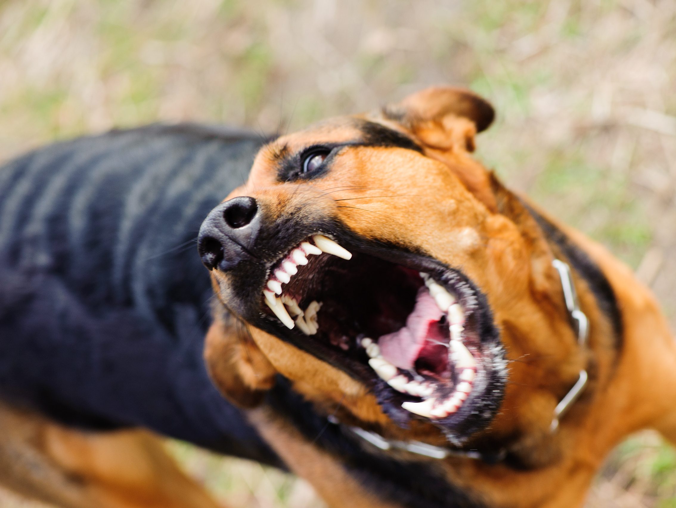 Ветеринарами-спеціалістами Свалявської районної лікарні ветеринарної медицини проводяться обстеження домашніх тварин у селі Неліпино, де днями було зафіксовано випадок сказу у собаки.