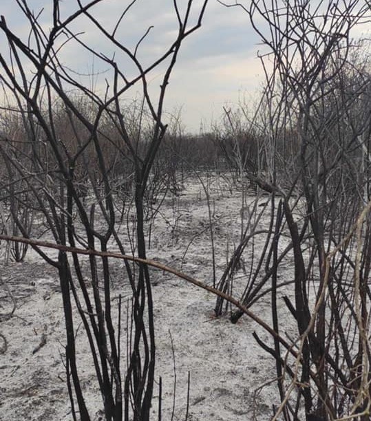 Напередодні ввечері на Мукачівщині горіли поля. Наслідки масштабної пожежі в селі Ракошино вражають. Вогонь масово ліквідовували пожежники.