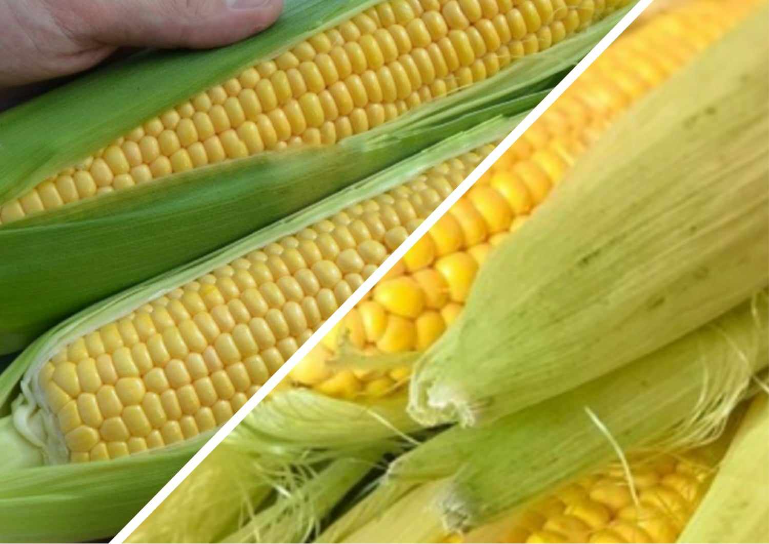 На ринках області вже торгують улюбленою серед населення кукурудзою. 
