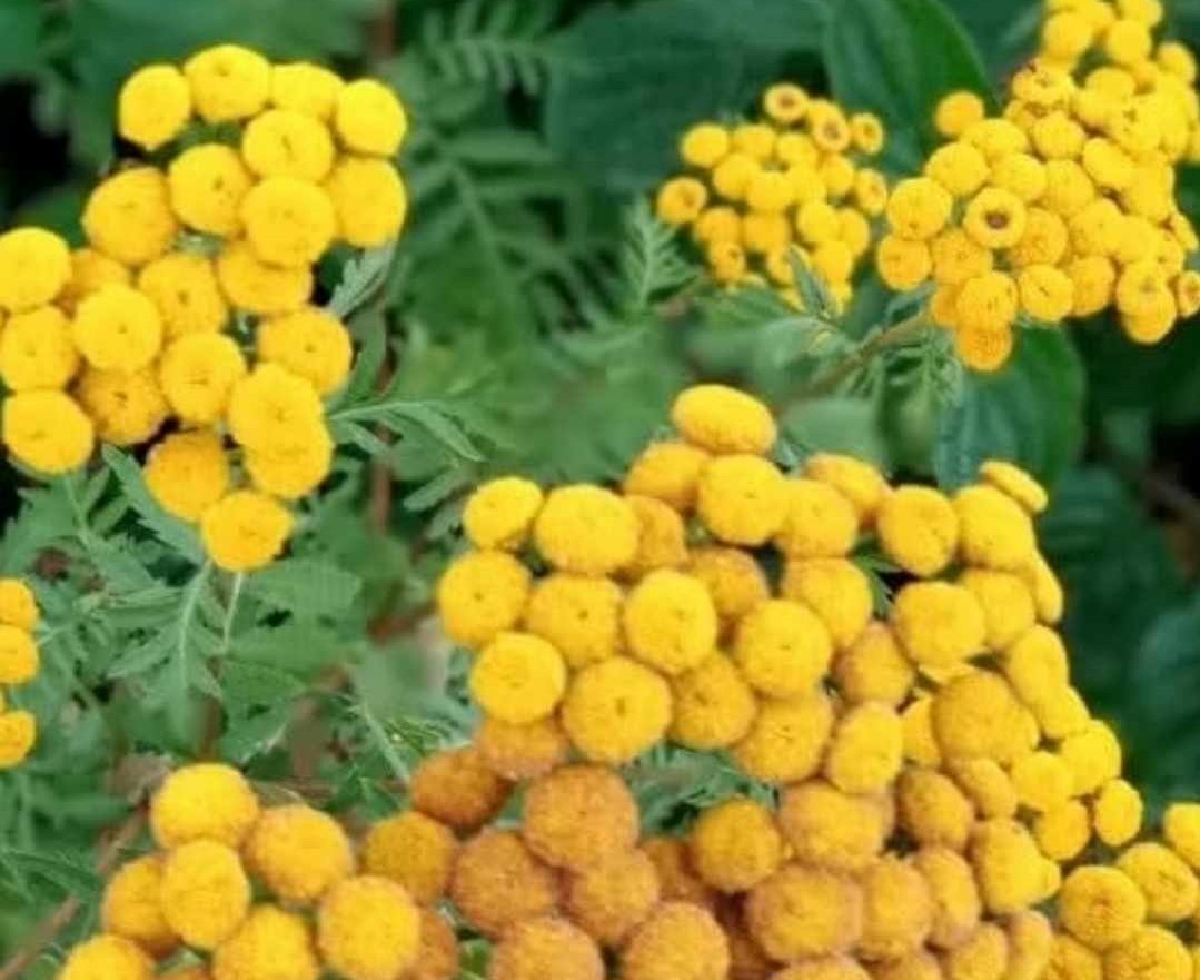 Неймовірна рослина із цілющою здатністю, має форму дрібних жовтих гудзиків.
