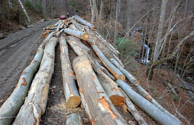 Протягом 2015 року на території Закарпатської, Івано-Франківської, Львівської та Чернівецької областей було зафіксовано 1983 випадки незаконного вирубування та пошкодження дерев і чагарників.