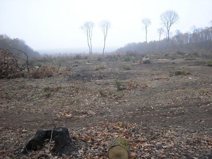 Генеральный прокурор Украины Юрий Луценко возмутился, что на Закарпатье не установлено ни одного заказчика или экспортера незаконно вырубленного леса.