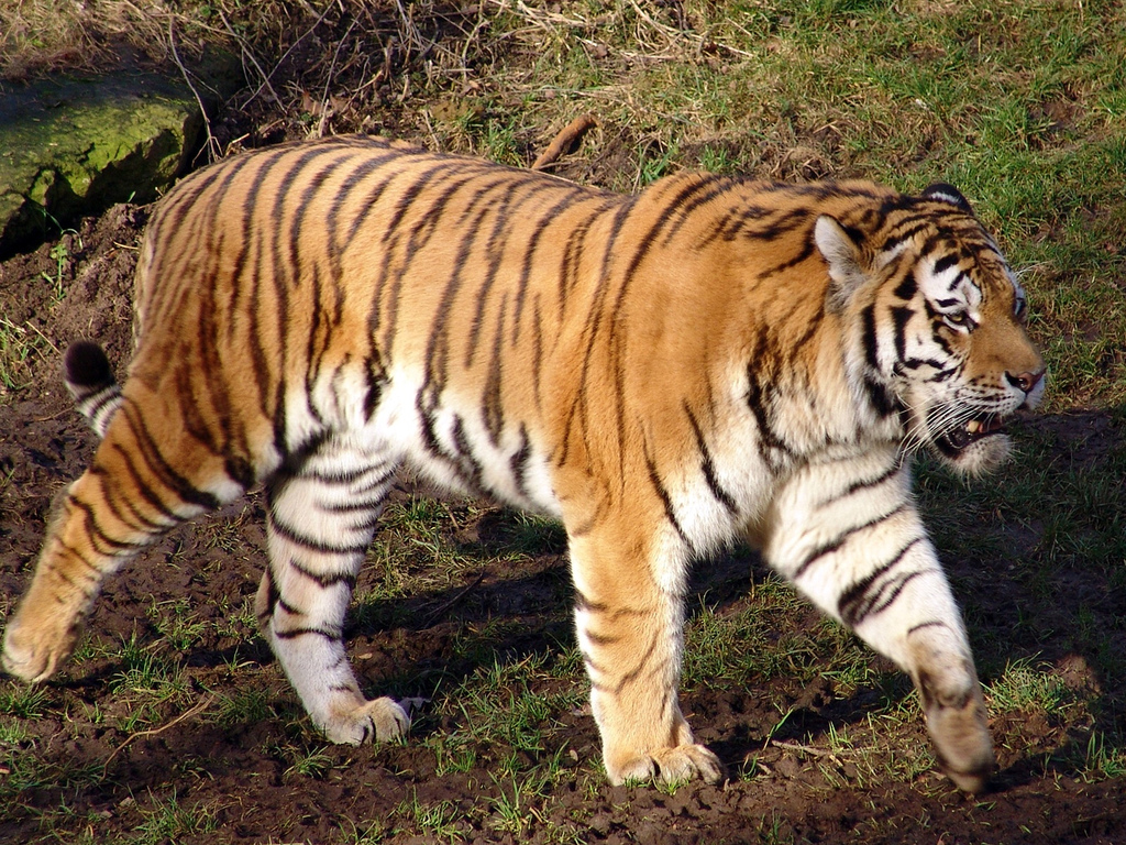 В одному з парків дикої природи в передмісті Пекіна сибірський тигр напав на двох жінок, унаслідок чого одна з них отримала смертельні травми.