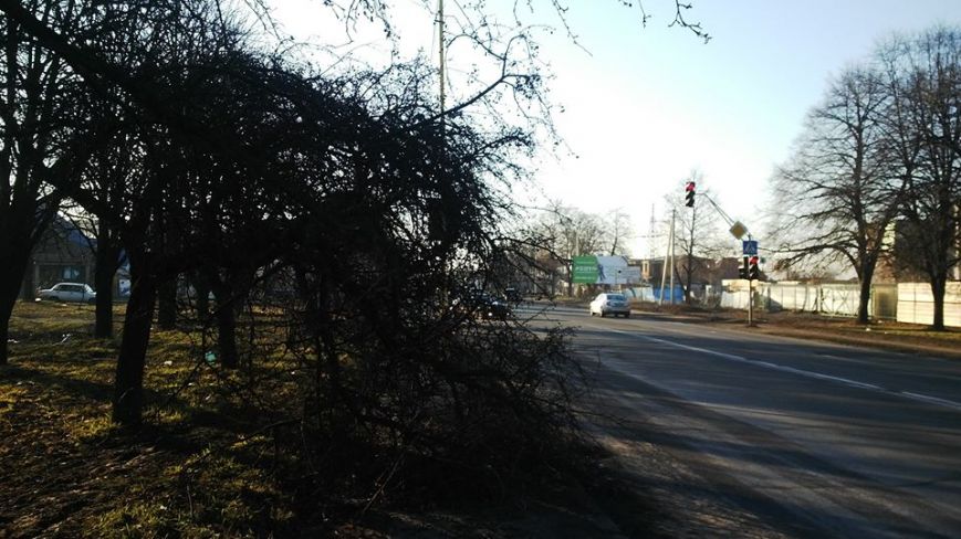В Ужгороде проход по тротуару перед перекрестком Гагарина-Краснодонцев заблокировало дерево.