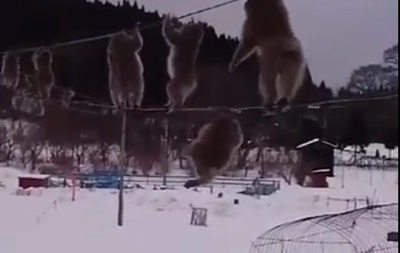 Мавпи пройшли по дротах над занесеною снігом землею, щоб не намочити лапи. Відео з тваринами підкорило користувачів соцмереж.
