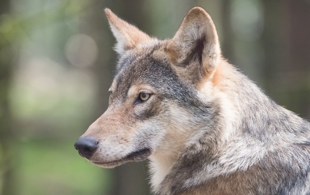 З червня 2021 року в Словаччині забороняється не тільки вбивати вовка, але й ловити його, утримувати в неволі, перевозити і продавати.
