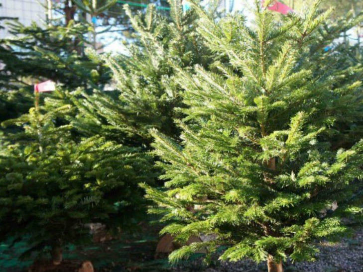 В Ужгороді на Радванці зупинили мікроавтобус, напакований ялинками