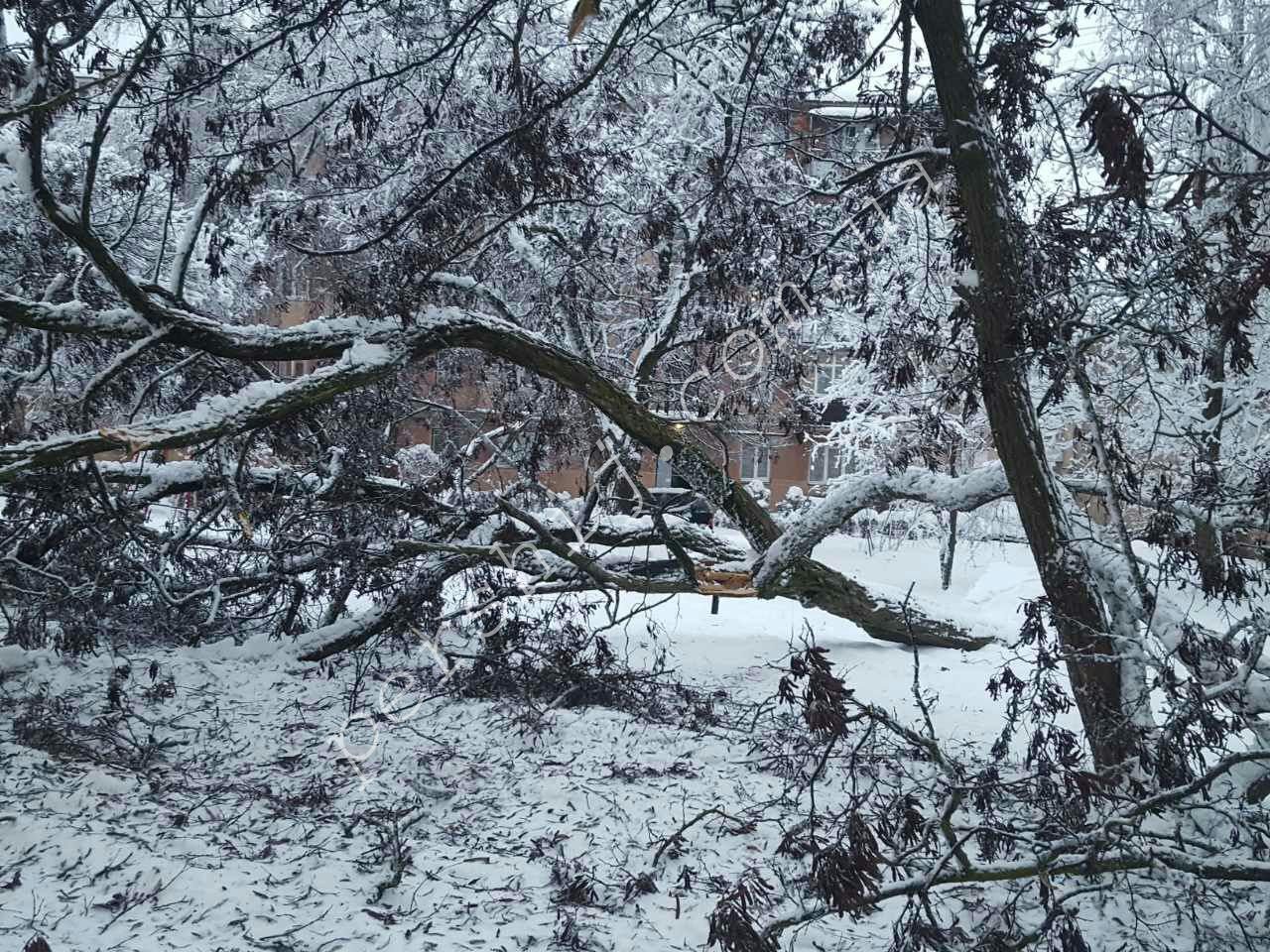 Через сильні снегопади на Закарпатті падають дерева.