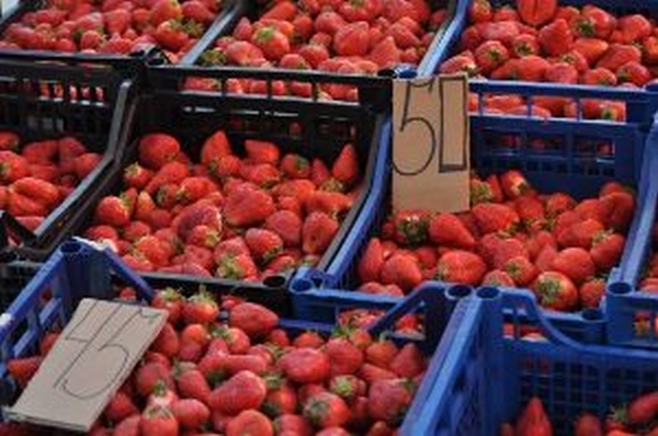 В Виноградовском хозяйствах, специализирующихся на выращивании клубники, работники уже массово приступили к сбору урожая, созревает ягода и в Ужгороде и Ужгородском районе.