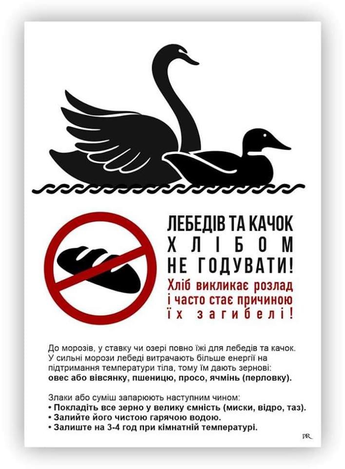 Ужгородців просять не годувати лебедів хлібом - він може їх убити.