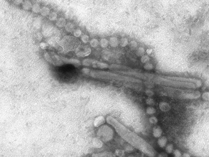 Штамм B/Yamagata не встречался с марта 2020 года. Его «вымирание» может быть вызвано пандемией коронавируса.