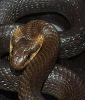  Порядного змія в будинку виявили в одному із сіл Закарпаття.