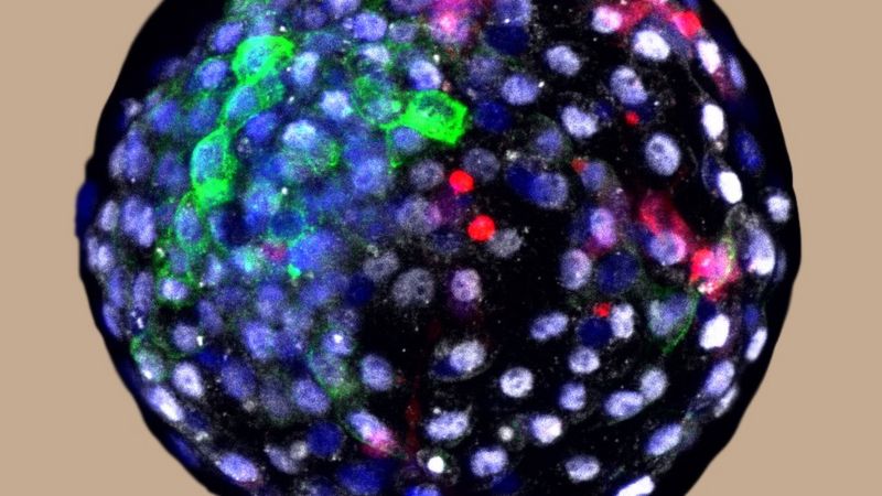 Вчені пересадили людські клітини в ембріони макак і вирощували їх у лабораторії упродовж 20 днів.

