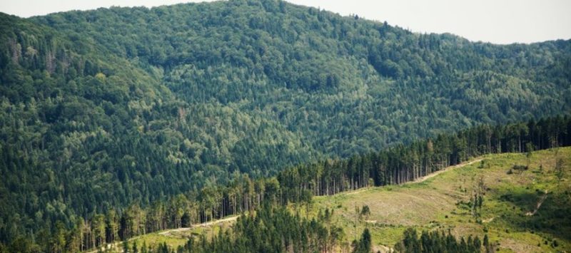 Державна екологічна інспекція у Закарпатській області виявила ряд порушень.