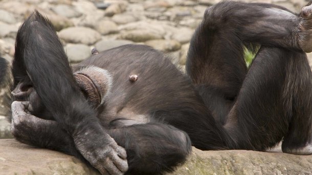 Вчені досліджували мізки у 20 шимпанзе віком 37-62 роки.