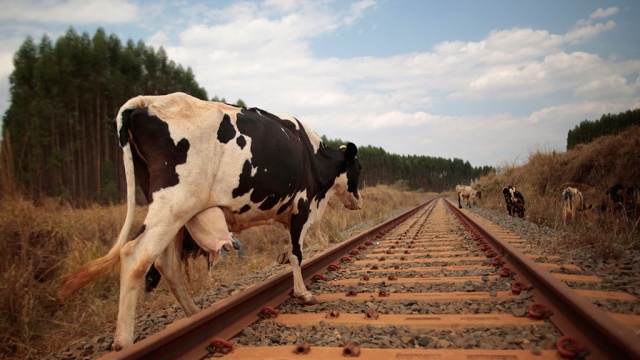 23 августа - приключение с участием крупного рогатого скота произошла в Карпатах.