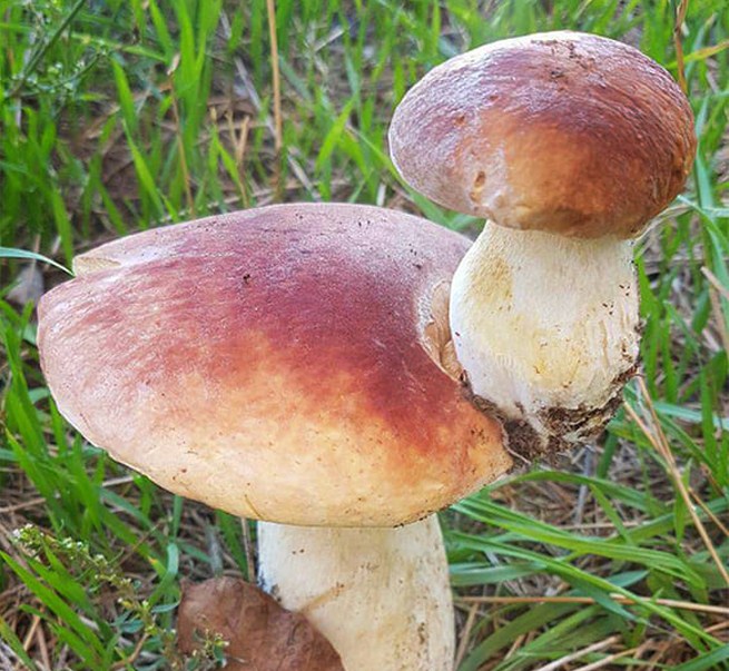 Цьогоріч сезон грибів почався дещо пізніше від минулого року.