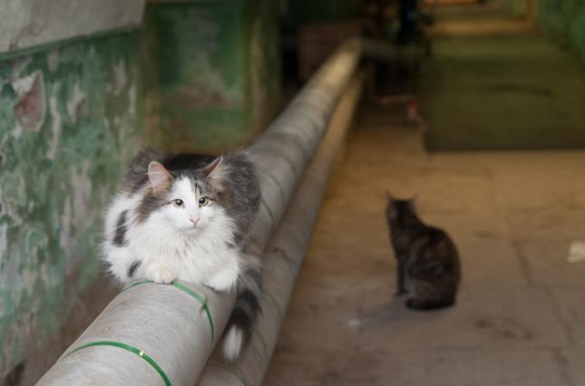 27 травня на сайті Ужгородської місьої ради з'явилася петиція, в якій її автор Руслан Чепига просить визнати вуличних котів частиною екосистеми міста.