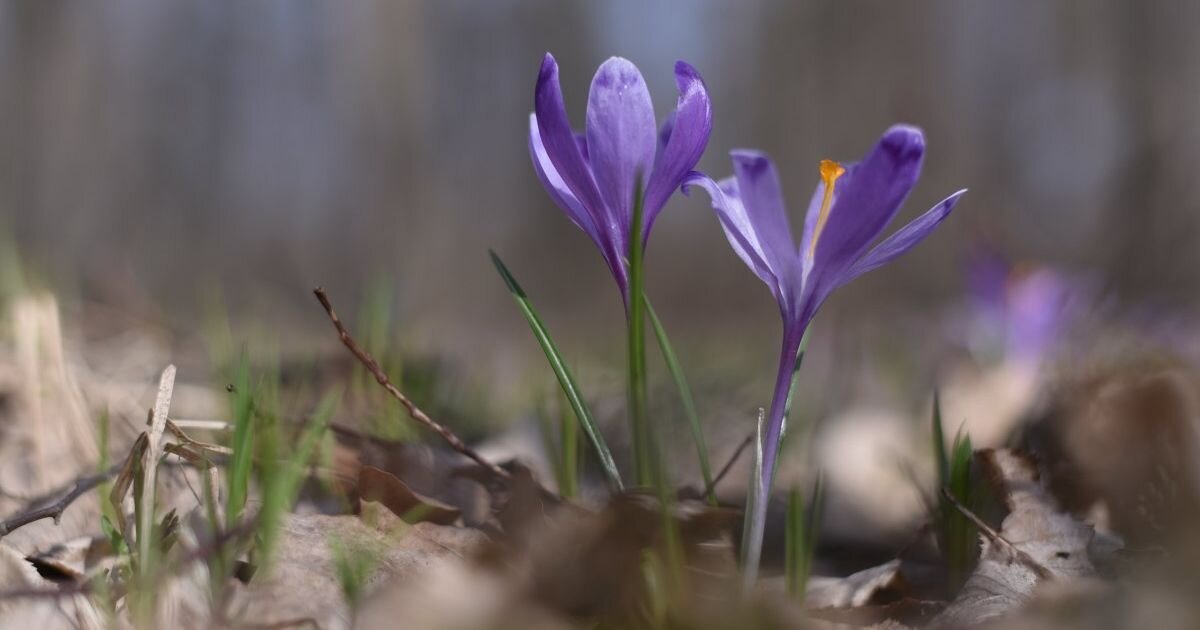 7 квітня: народні звичаї та погодні прикмети, чого не можна робити