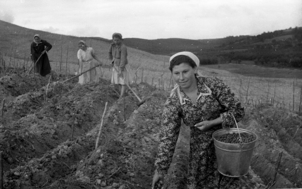 Більше ентузіазму викликали у селян сільгоспексперименти, пов'язані з акліматизацією в Україні цитрусових і чаю.