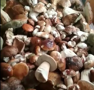 Мужчинам на «тихой охоте» в Чехии удалось собрать большую кучу больших грибов.